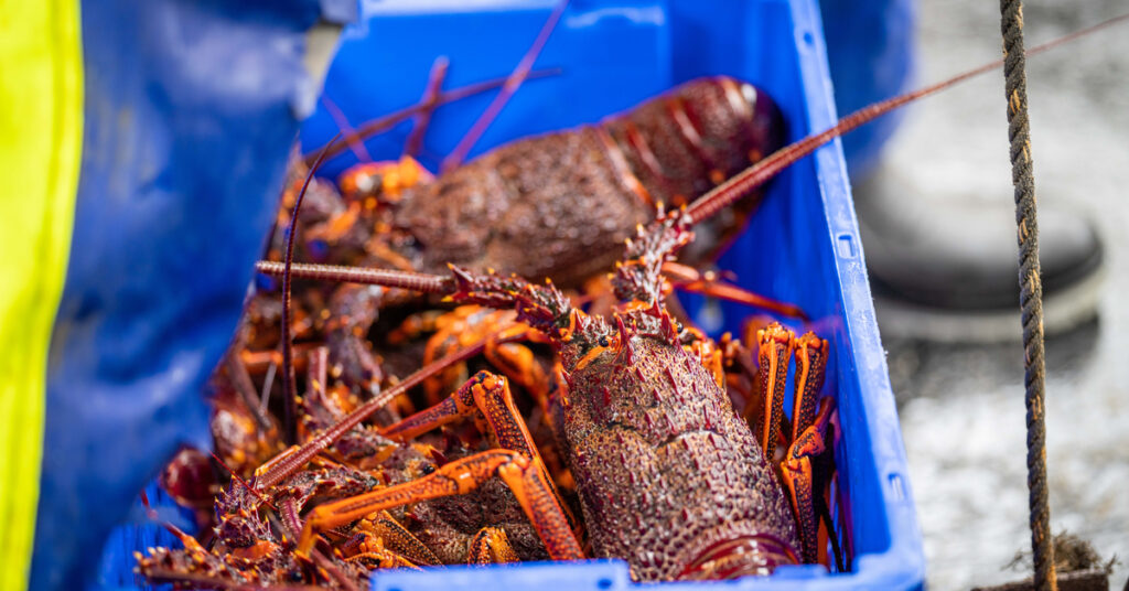 Unloading a fishing boat and using scales to weigh lobster - Catch-Weight Management
